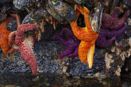 Several orange and purple sea stars of the species Pisaster ochraceus hang from giant mussels on the...