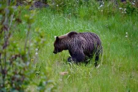 A grizzly bear wandering in the forest searching for foodの写真素材