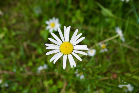 Daisy Fieldの写真素材