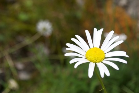 Daisy with blurred backgroundの写真素材