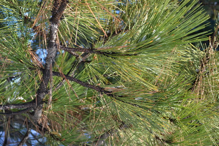 Jack pine treeの写真素材