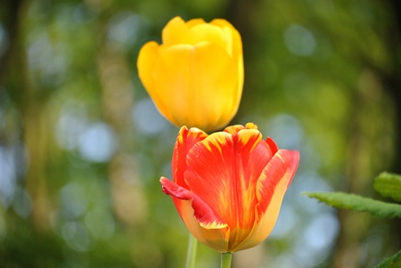 Orange and yellow tulipの写真素材