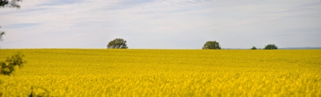 Field of rapeseedの写真素材