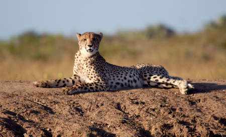 Cheetah lying on embankment looking at camera, Phinda Private Game Reserve, South Africaの写真素材