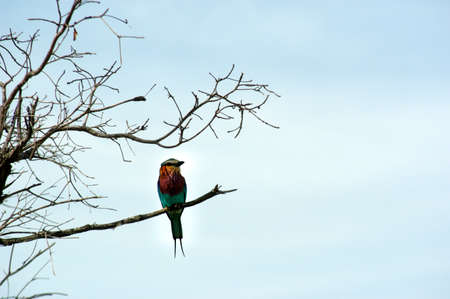 Lilac-breasted Roller perched on tree branch, Kruger National Park, South Africa