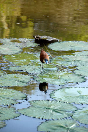 African Jacana on lily pads, Kruger National Park, South Africaの写真素材