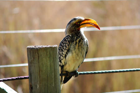 Hornbill perched on wire, Pilanesberg National Park, South Africa