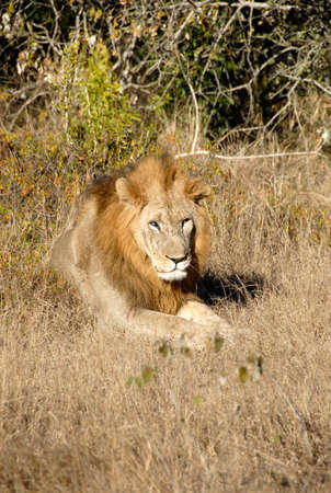 Lions resting in the savannah, South Africaの写真素材