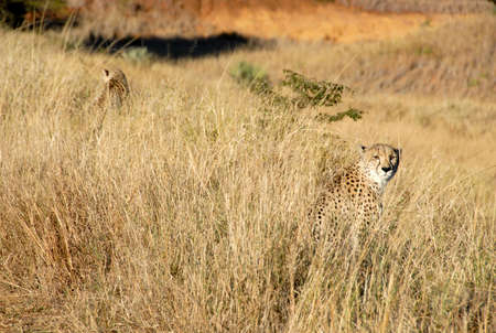 Cheetah sitting in grass, South Africaの写真素材