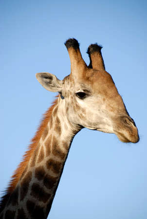 Portrait of giraffe, South Africaの写真素材