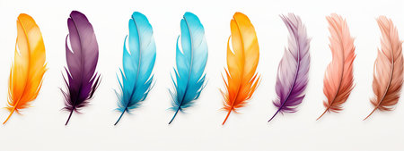 Colorful feathers on white background. Vector illustration for your design.の素材