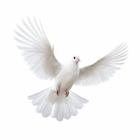White dove flying isolated on white background. Freedom, peace, love conceptの素材
