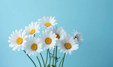 Beautiful daisies on blue background, closeup. Space for textの素材