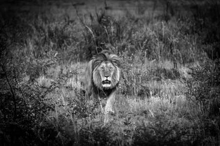 Hungry lion on the hunt