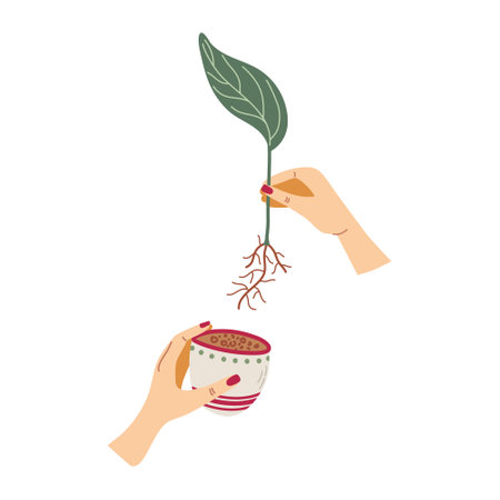 Human hands transplanting a sprout into a flowerpot. Spring saplings. Home gardening and plant care concept. Vector illustration.のイラスト素材