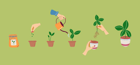 Plant growing stages. Timeline infographic of planting houseplant process. Home gardening and plants care concept. Vector illustration.のイラスト素材
