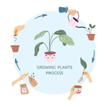 Poster for growing plants process with hands, seeds, pot, sprout and plant in the middle. Home gardening and plants care concept. Vector infographic.のイラスト素材