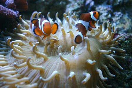Percula Clowns in a Sand Anemonyの写真素材