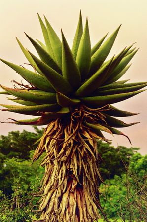 Aloe in Sunsetの写真素材