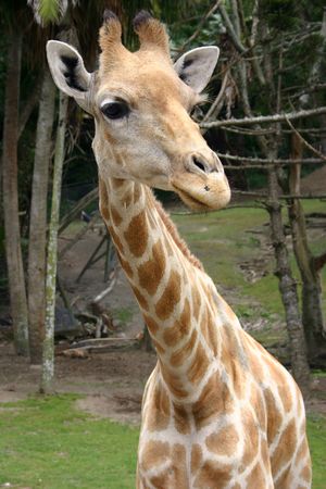 Giraffeの写真素材