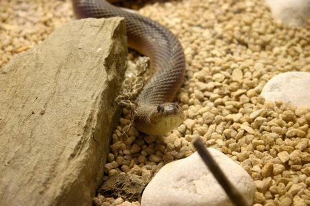 Brown Snakeの写真素材