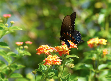 Butterfly on the gardenの写真素材