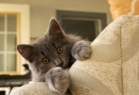 This image shows a cat laying on a sofaの写真素材