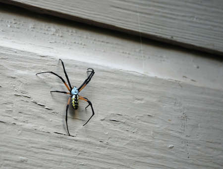 Spider closeup