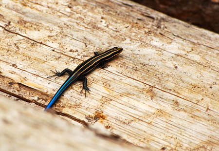 Yellow-blue lizard closeup
