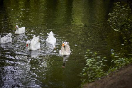 ducks swimming in the barosa riverの写真素材