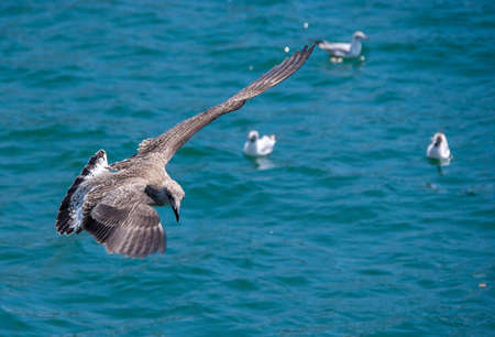 birds on water