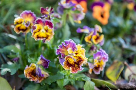 Pansy Flowers In Bloom