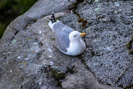 Eurpean Seagullの写真素材