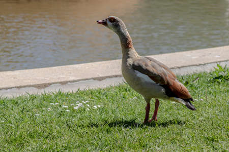 European Duck