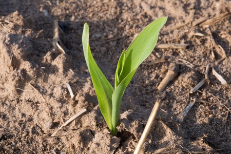 one young maize plant on a fieldの写真素材
