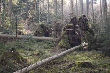 A tall thin tree fell over during the last storm