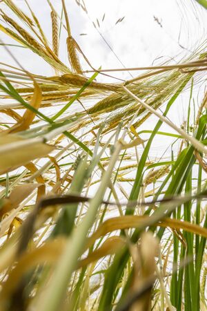 low angle view golden corn field uprightの写真素材