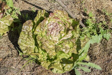 green salat and vegetable in the gardenの写真素材