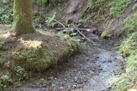 small stream course in a mixed forest in Germanyの写真素材