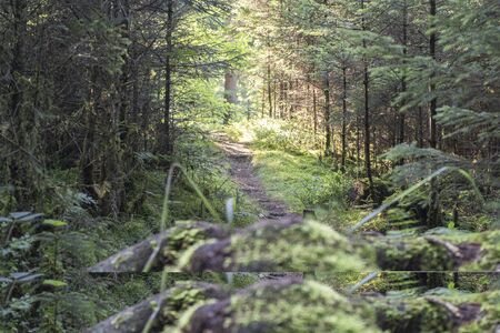 small path in a forest in late summer in germanyの写真素材