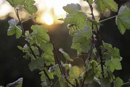 small shrub without berries at sunsetの写真素材