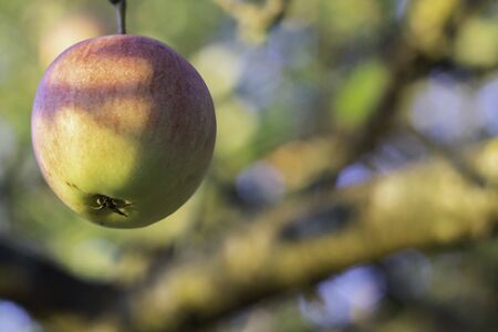 Fresh ripe apple on a tree. apple tree - copy spaceの写真素材