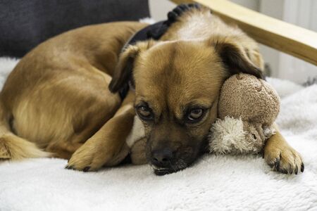 cute little dog lies on his toy and looks at his ownerの写真素材