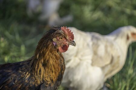 Sulmtaler rooster and in the background a white Brahma chickenの写真素材