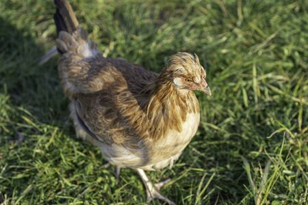 Austrian Sulmtaler breeds chicken photographed from aboveの写真素材