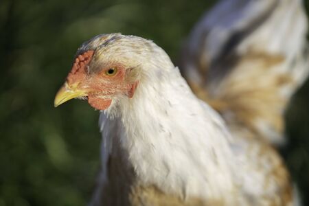 Portrait of a female Brahma breed chickenの写真素材