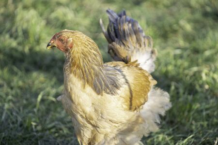 Brahma Gockel stands proudly in the garden - depth of fieldの写真素材