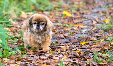 golden old Pekinese lady walking through the autumnal forest