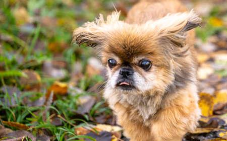 golden old Pekinese lady running through the autumnal forestの写真素材