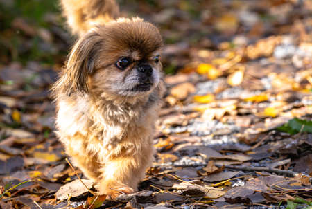 golden old Pekinese lady walking through the autumnal forestの写真素材